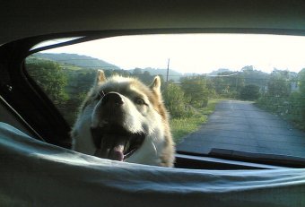 Travel drugs for dogs