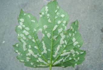 Travel Risk Planning System Navy