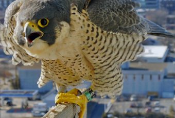 Travelers Falcon Cam