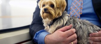 Travel on Amtrak trains